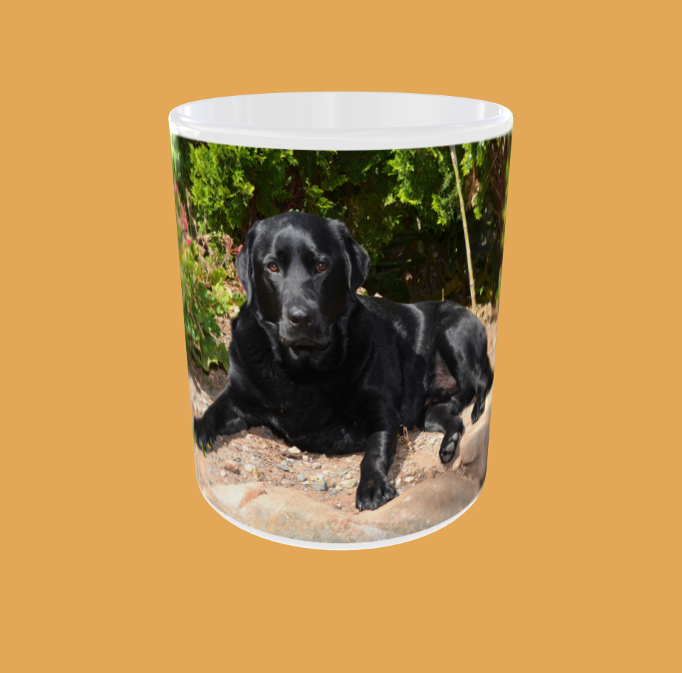 Dogs - Black Labrador